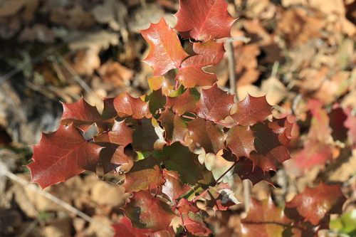 Image of Berberis piperiana by no rights reserved