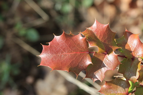 Image of Berberis piperiana by no rights reserved