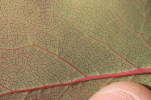 Image of Berberis piperiana by no rights reserved