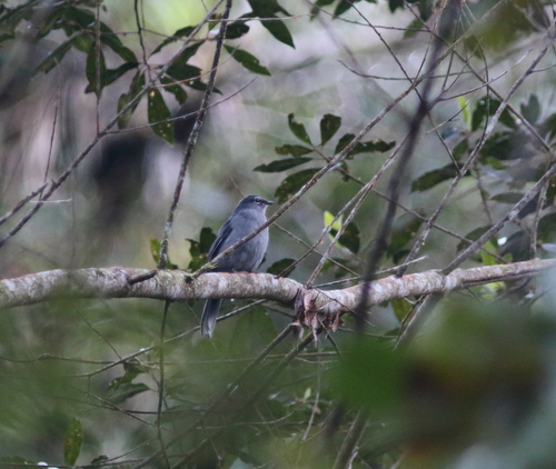 Slate-colored Solitaire (Myadestes unicolor), photo 5