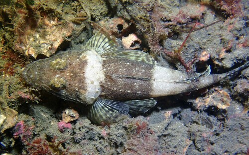 Mud flathead (Ambiserrula jugosa) — Platycephalidae — 4