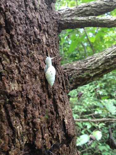 Rabdotus