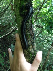 Orthoporus