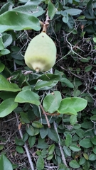 Image of Ficus pumila