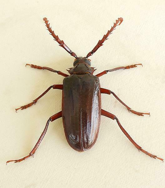 California prionus