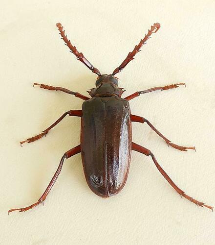 Prionus californicus Motschulsky, 1845