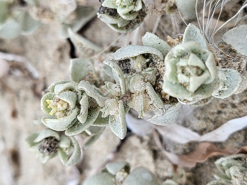 Image of Atriplex leucophylla by (c) Nicole, some rights reserved (CC BY)