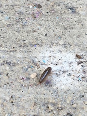 Arcitalitrus sylvaticus