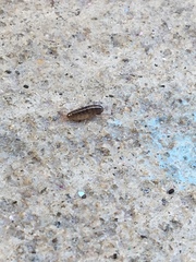 Arcitalitrus sylvaticus