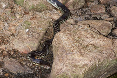 Pseudechis australis