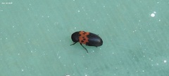Dermestes vorax