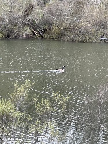 iNaturalist observation photo of Canada Goose