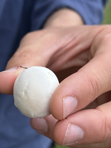 iNaturalist observation photo of Lead-grey Puffball