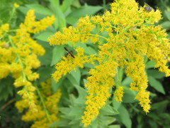 Trichopoda plumipes