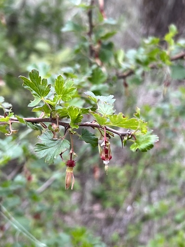 iNaturalist observation photo of hillside gooseberry
