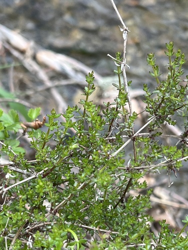 iNaturalist observation photo of graceful bedstraw