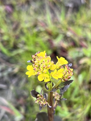 iNaturalist observation photo of American yellowrocket