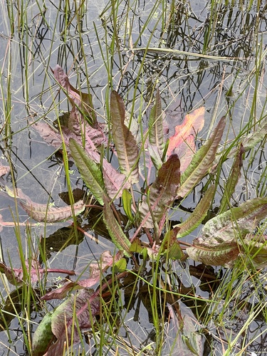 iNaturalist observation photo of curled dock