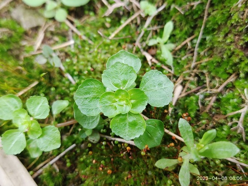 Pilea peploides iNat (2)