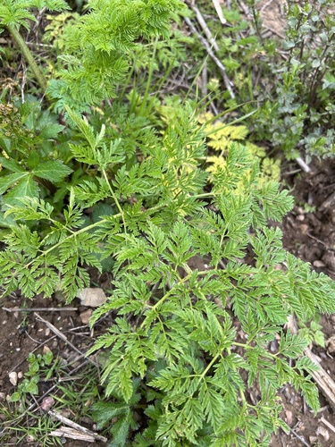 iNaturalist observation photo of poison hemlock