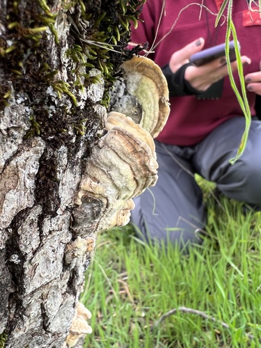 iNaturalist observation photo of Gilled Polypore