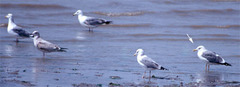 Larus fuscus heuglini
