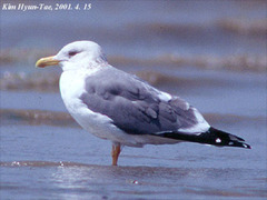 Larus fuscus heuglini