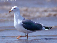 Larus fuscus heuglini