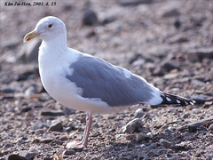 Larus argentatus mongolicus