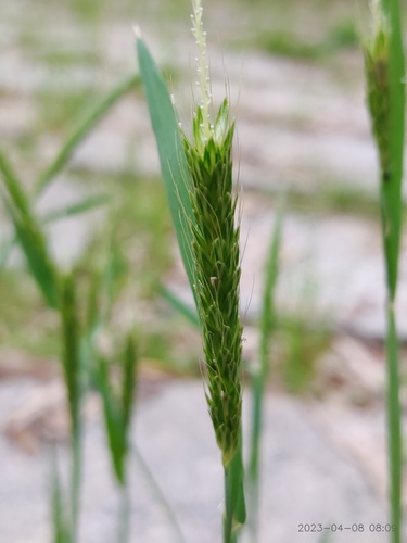 Alopecurus japonicus iNat (2)