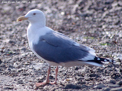 Larus argentatus mongolicus