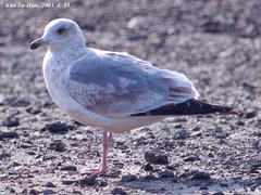 Larus argentatus mongolicus