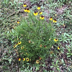 Helenium amarum badium