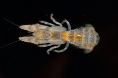 Callianassidae