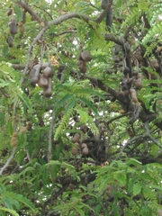 Tamarindus