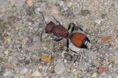 Dasymutilla creon