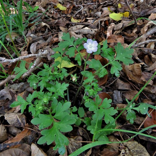 Largeflower baby blue eyes (Nemophila phacelioides)