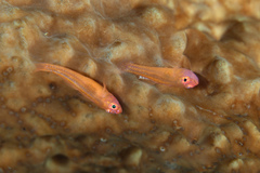 Exquisite Pygmy Goby photo 3