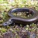 Mainland Three-toed Earless Skink - Photo (c) John Sullivan, some rights reserved (CC BY-NC), uploaded by John Sullivan