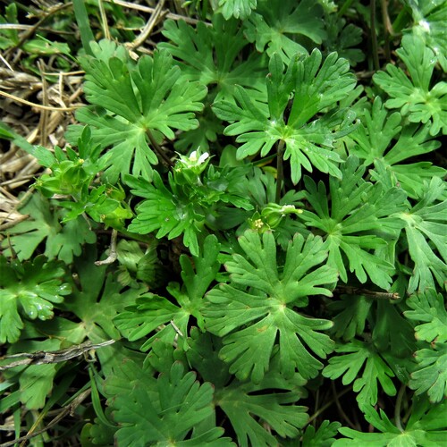 Image of Geranium texanum by (c) Annika Lindqvist, some rights reserved (CC BY)