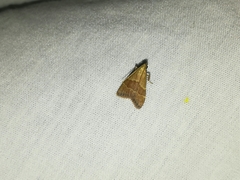 Arta epicoenalis