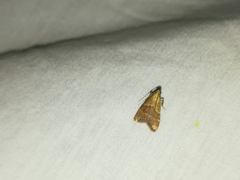 Arta epicoenalis