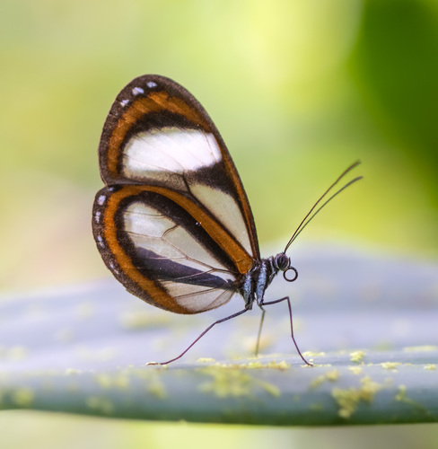Oleria estella