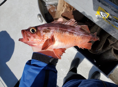 Mexican rockfish (Sebastes macdonaldi) — Sebastidae — 2