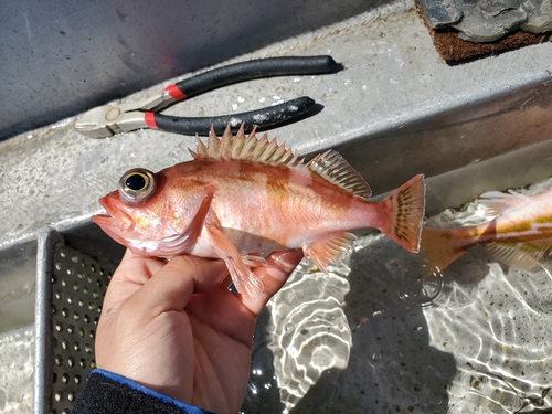 Olive-backed rockfish (Sebastes saxicola) — Sebastidae — 2