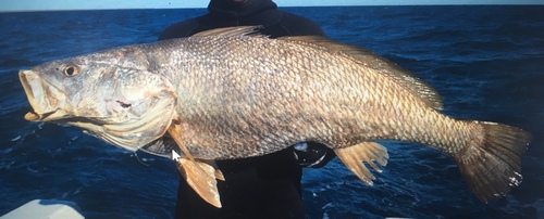 Blackspotted croaker (Protonibea diacanthus) — Sciaenidae — 4