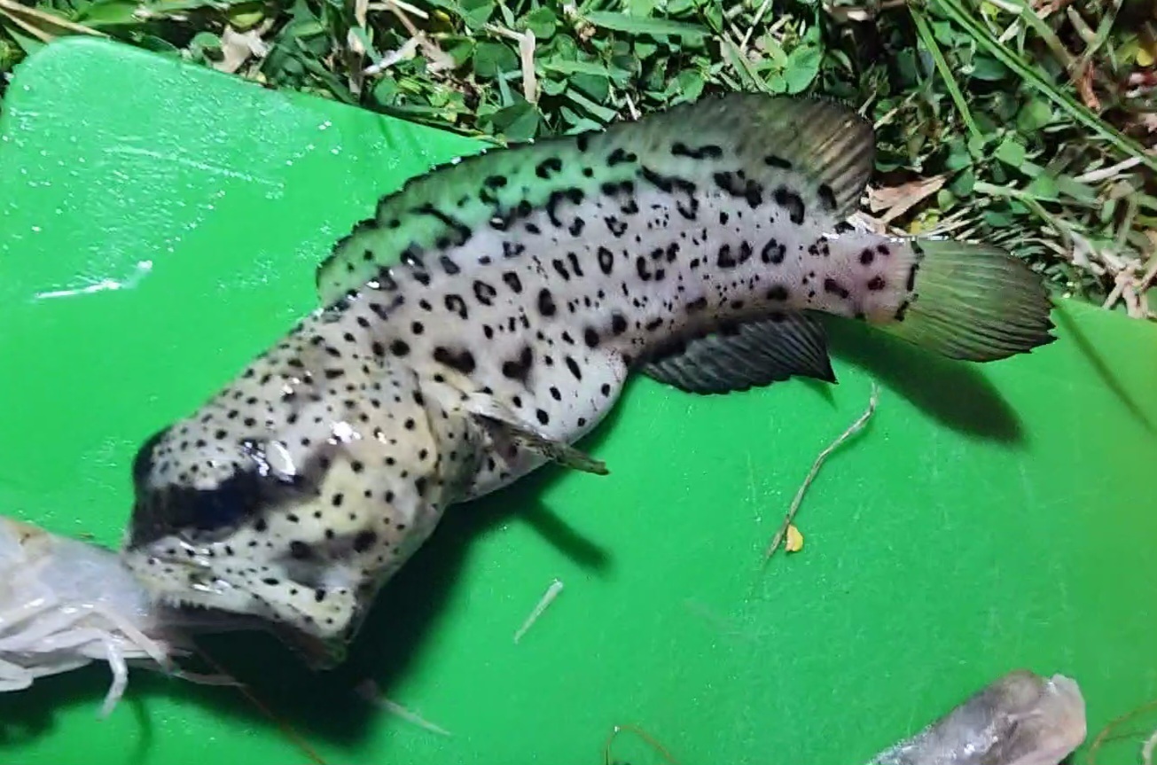Papuan Jawfish photo 4