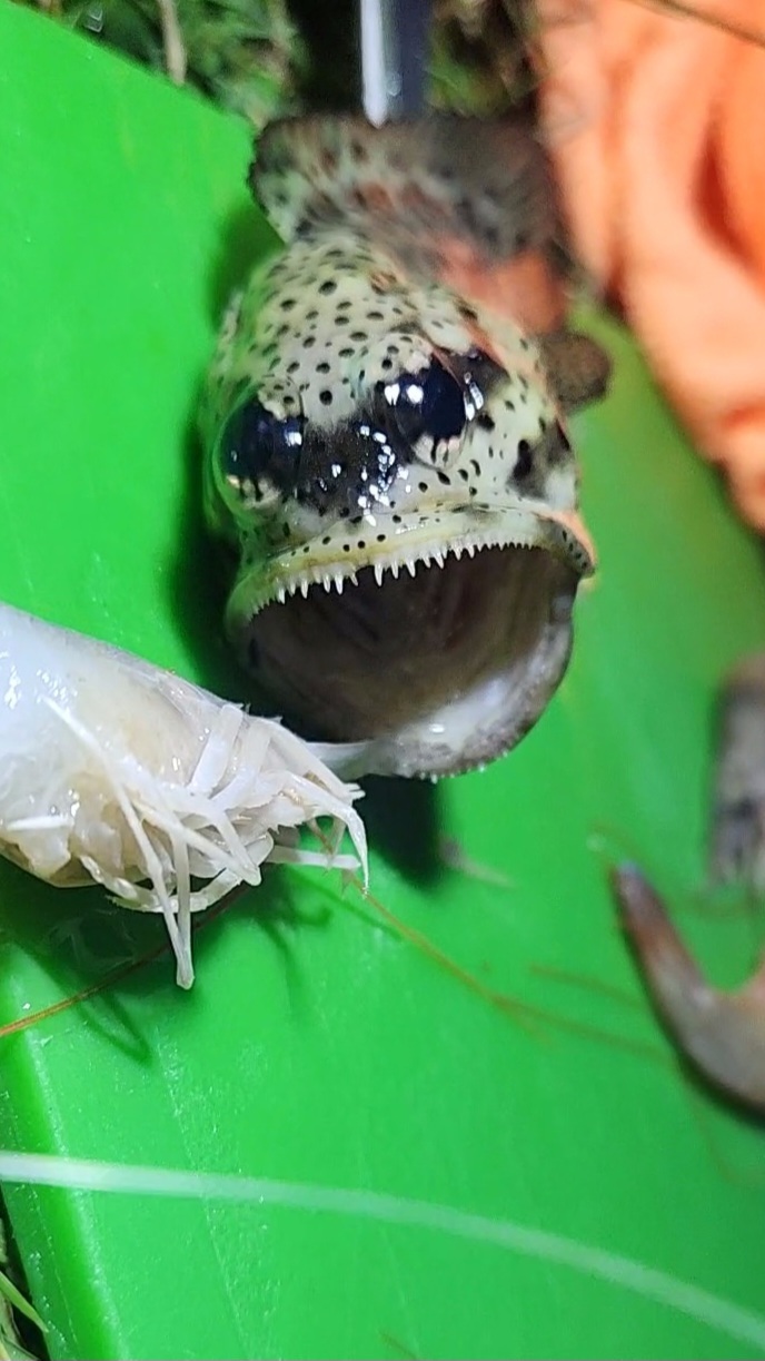 Papuan Jawfish photo 5
