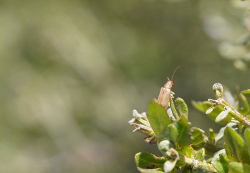 iNaturalist observation photo of Syneta
