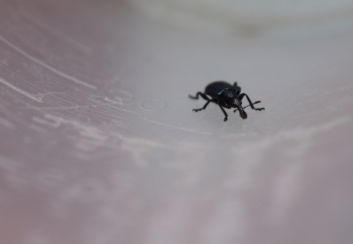 iNaturalist observation photo of Rhynchitinae